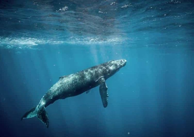 Billet Honolulu : aventure en radeau et observation de baleines en petit groupe