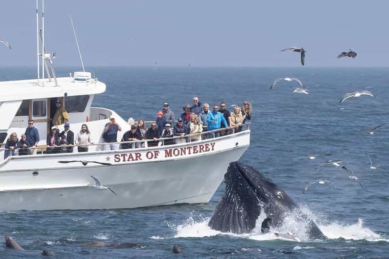 Billet Monterey: excursion en bateau d'observation des dauphins et des baleines dans la baie de Monterey