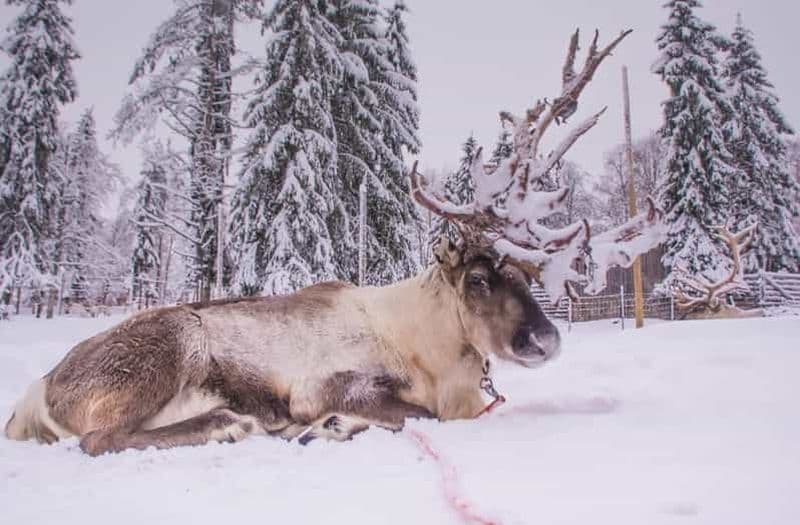 Billet TRANSFERT DU ZOO ARCTIQUE