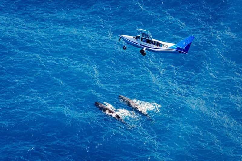 Billet Kaikoura : vol d'observation des baleines avec commentaires guidés