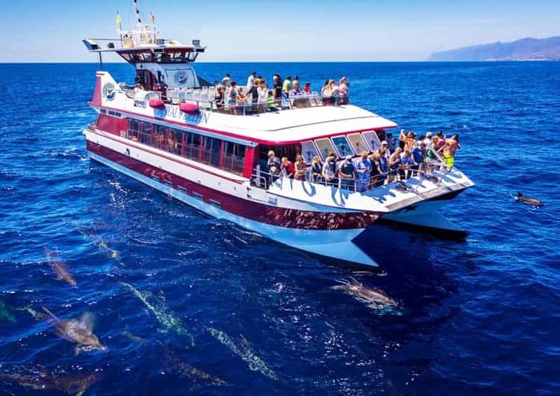 Billet Costa Adeje : croisière baleines, dauphins et fond marin