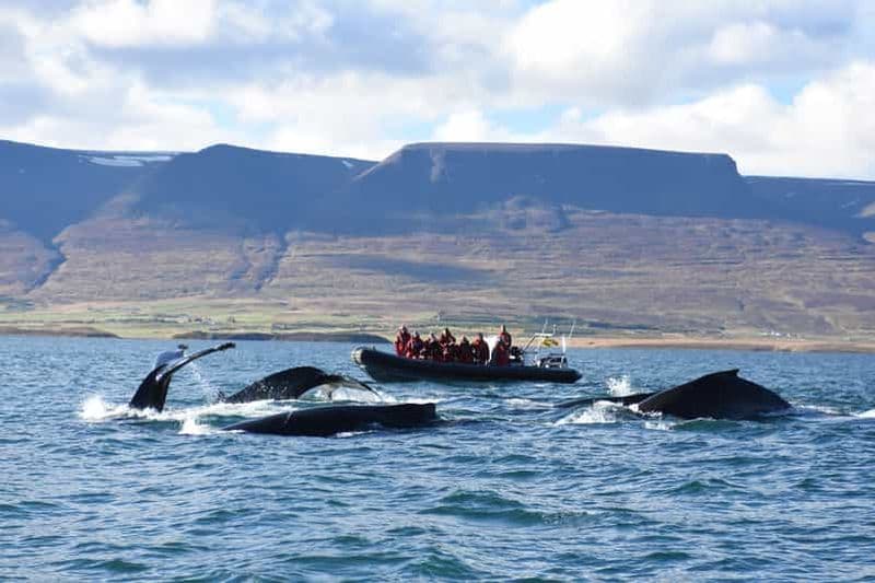 Billet Akureyri : 2 heures d'observation des baleines en bateau rapide RIB