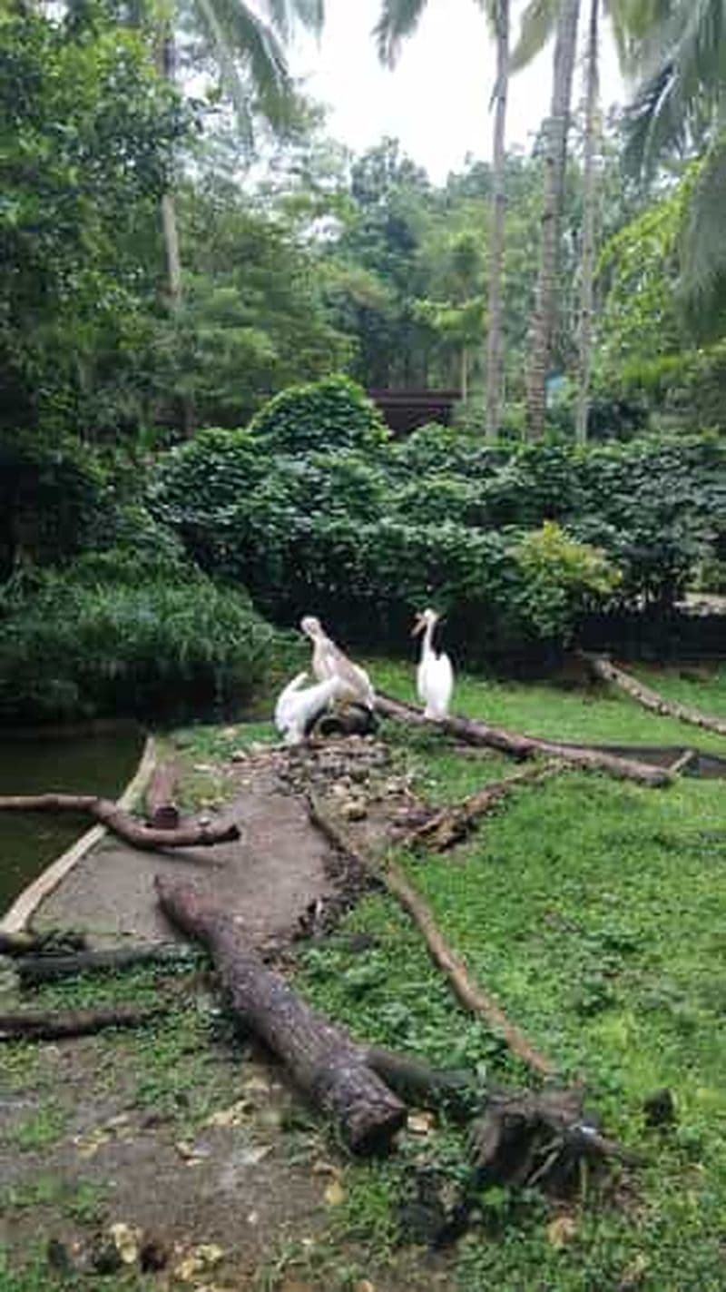 Billet Cebu Safari & Adventure Park