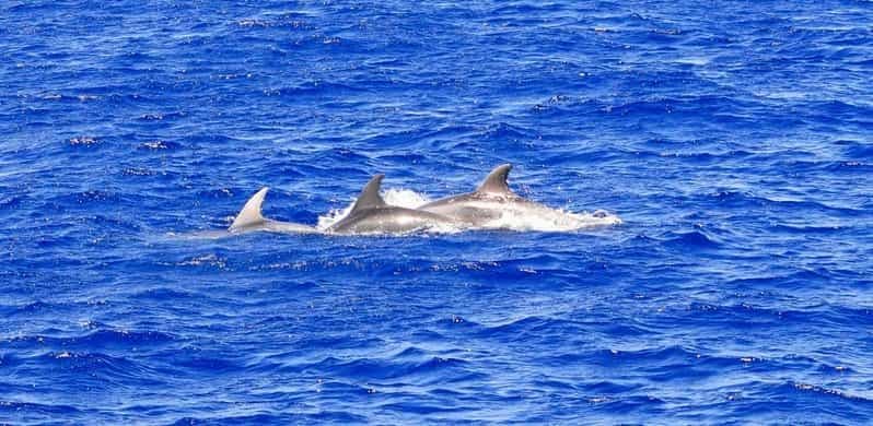 Billet Majorque : sortie en bateau de 2 heures et demie pour l'observation des dauphins