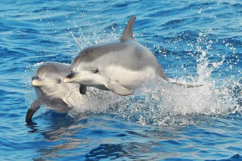 Billet Morro Jable : croisière d'observation des dauphins et des baleines, boissons et baignade