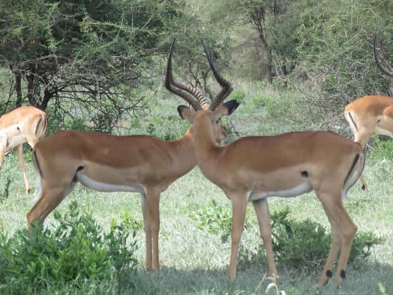 Billet Safari partagé de deux jours au Tarangire et au cratère du Ngorongoro