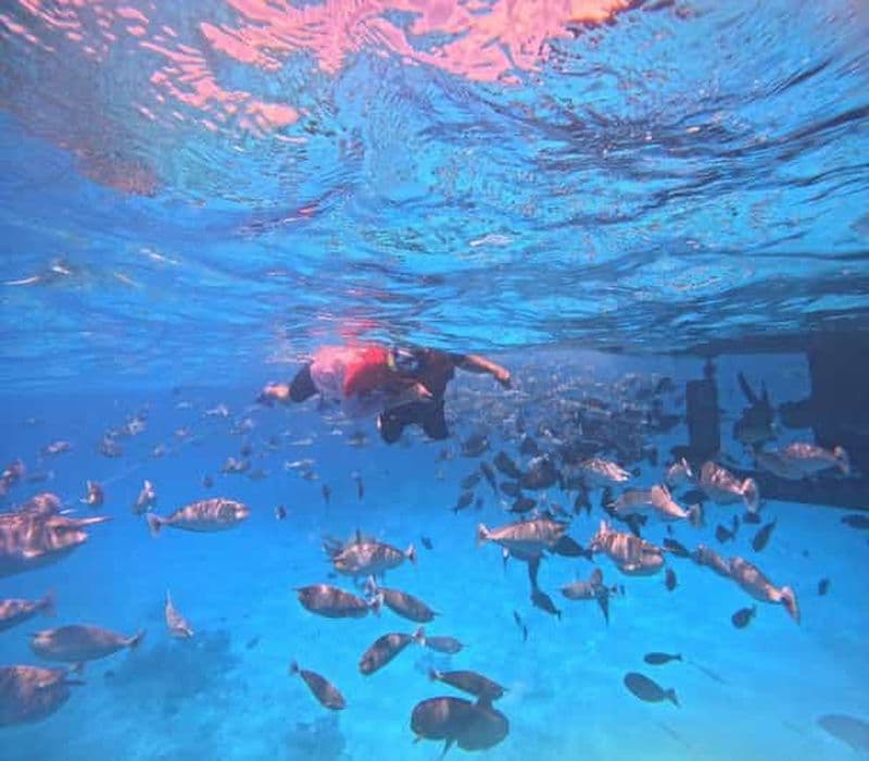 Billet Maafushi : Observation des dauphins et plongée en apnée dans les jardins de corail