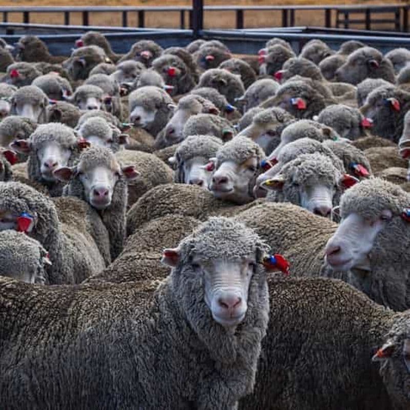 Billet Excursion panoramique en 4x4 dans la vallée de Cass au lac Tekapo