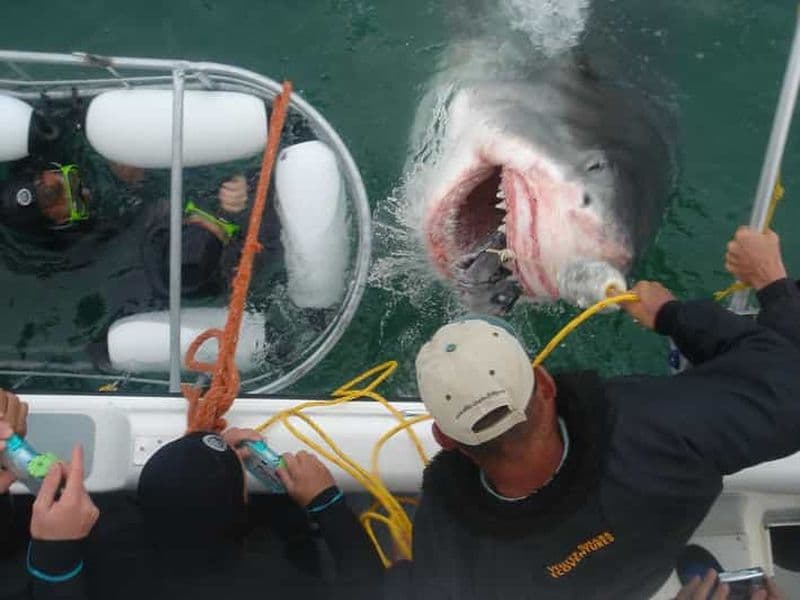 Billet Au départ de Hermanus : Croisière avec plongée dans une cage à requins et déjeuner