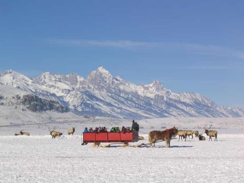 Billet Jackson Hole : Promenade en traîneau dans le National Elk Refuge