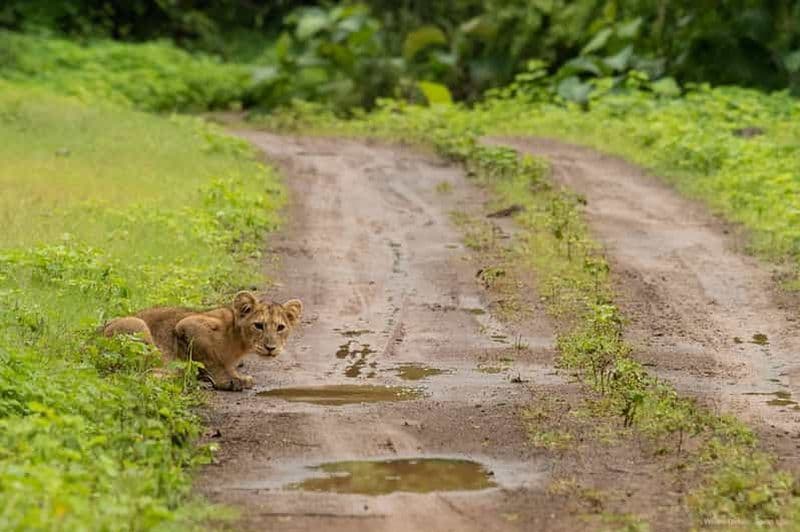 Billet Gujarat : Parc national de Gir : safari en jeep ouverte à la rencontre des lions de forêt