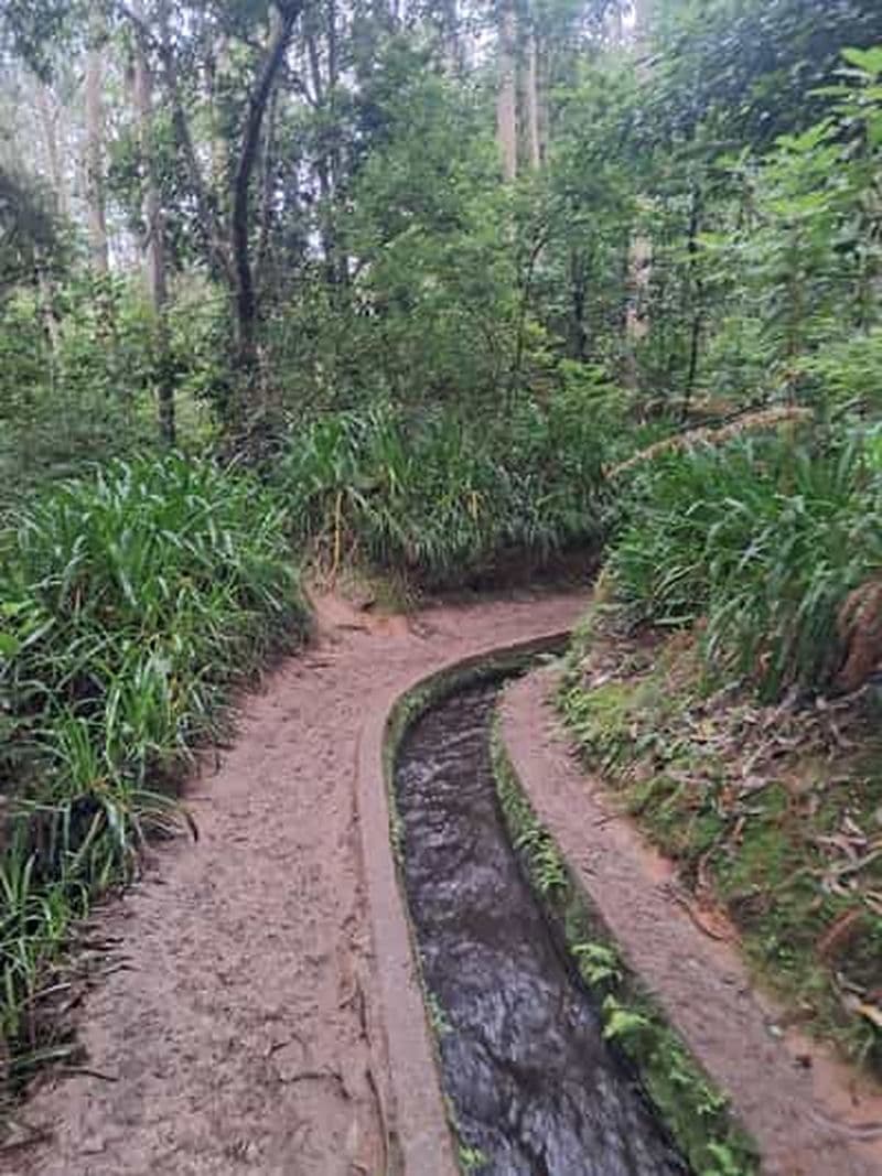 Billet Madeira: Levada do Rei Guided Hike with Hotel Pickup