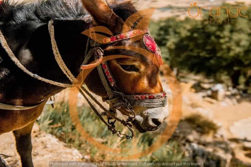 Billet Héraklion : Plateau de Lassithi - Parc mythologique et palais de Cnossos