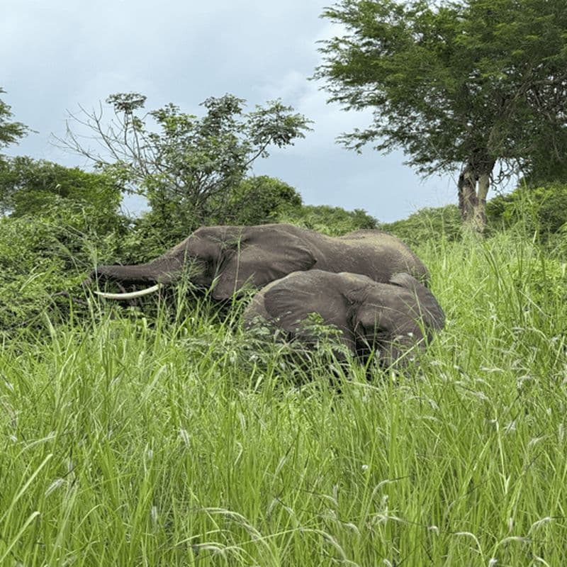 Billet Iringa : excursion d'une journée au parc national de Ruaha avec safari