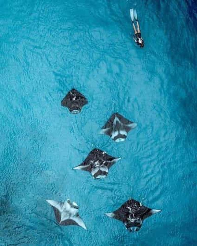 Billet Nusa Penida : Plongée privée d'une journée complète avec les raies manta