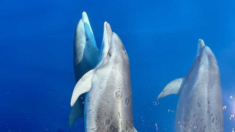 Billet Kamiros Skala : Expérience de la vie marine en bateau