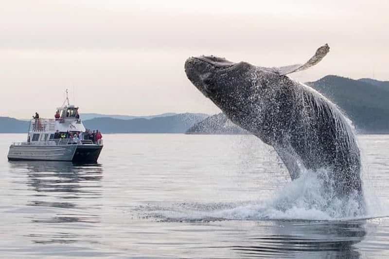 Billet Anacortes : Tour en bateau pour observer les baleines et les orques près de Seattle