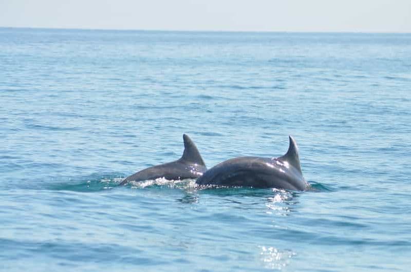 Billet Djerba : 2 heures en bateau pour observer les dauphins
