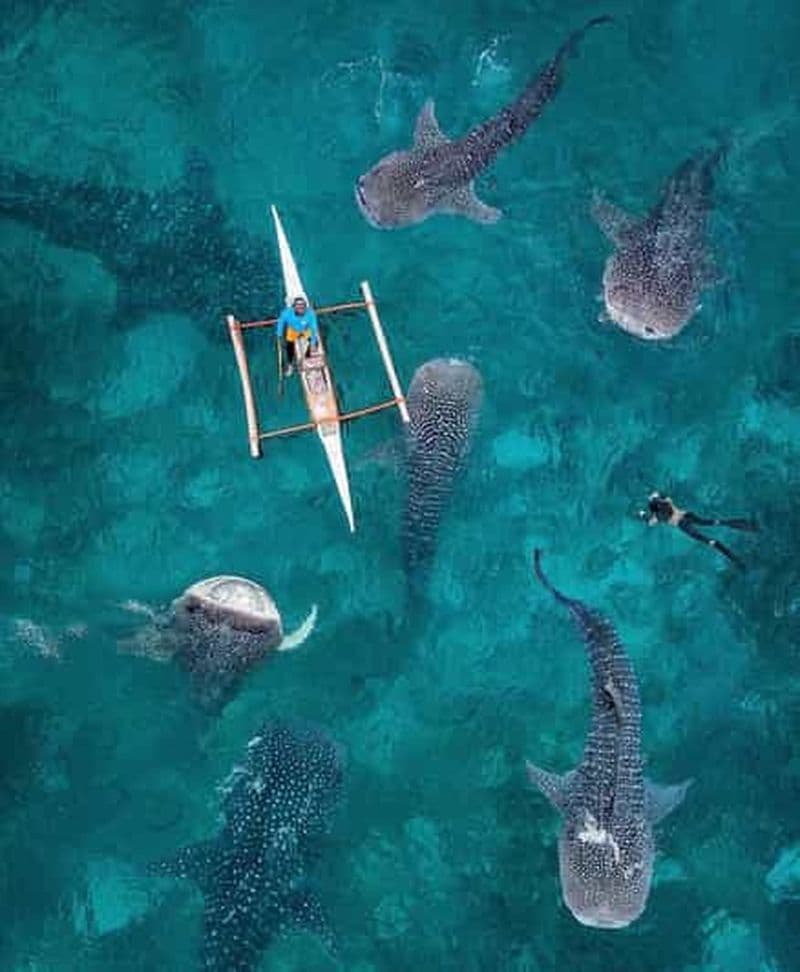 Billet Bohol : Excursion de snorkeling avec les requins-baleines, incluant la prise en charge à l'hôtel