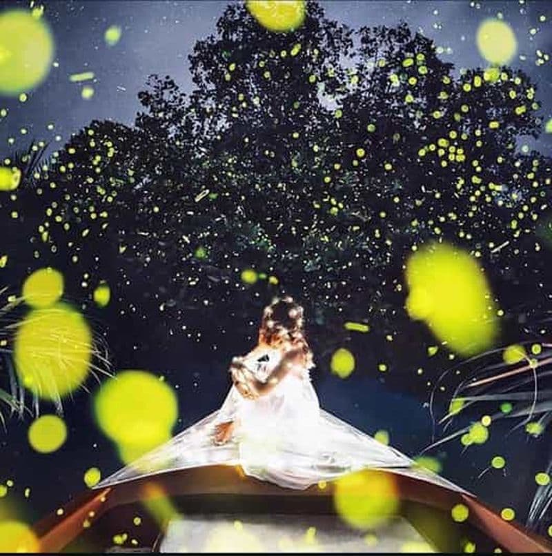 Billet Bohol : croisière sur la rivière pour observer les lucioles avec prise en charge à l'hôtel