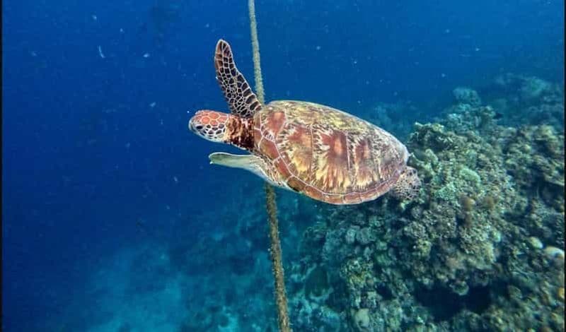 Billet Cebu : Canyoning Kawasan, course de sardines et chasse aux tortues