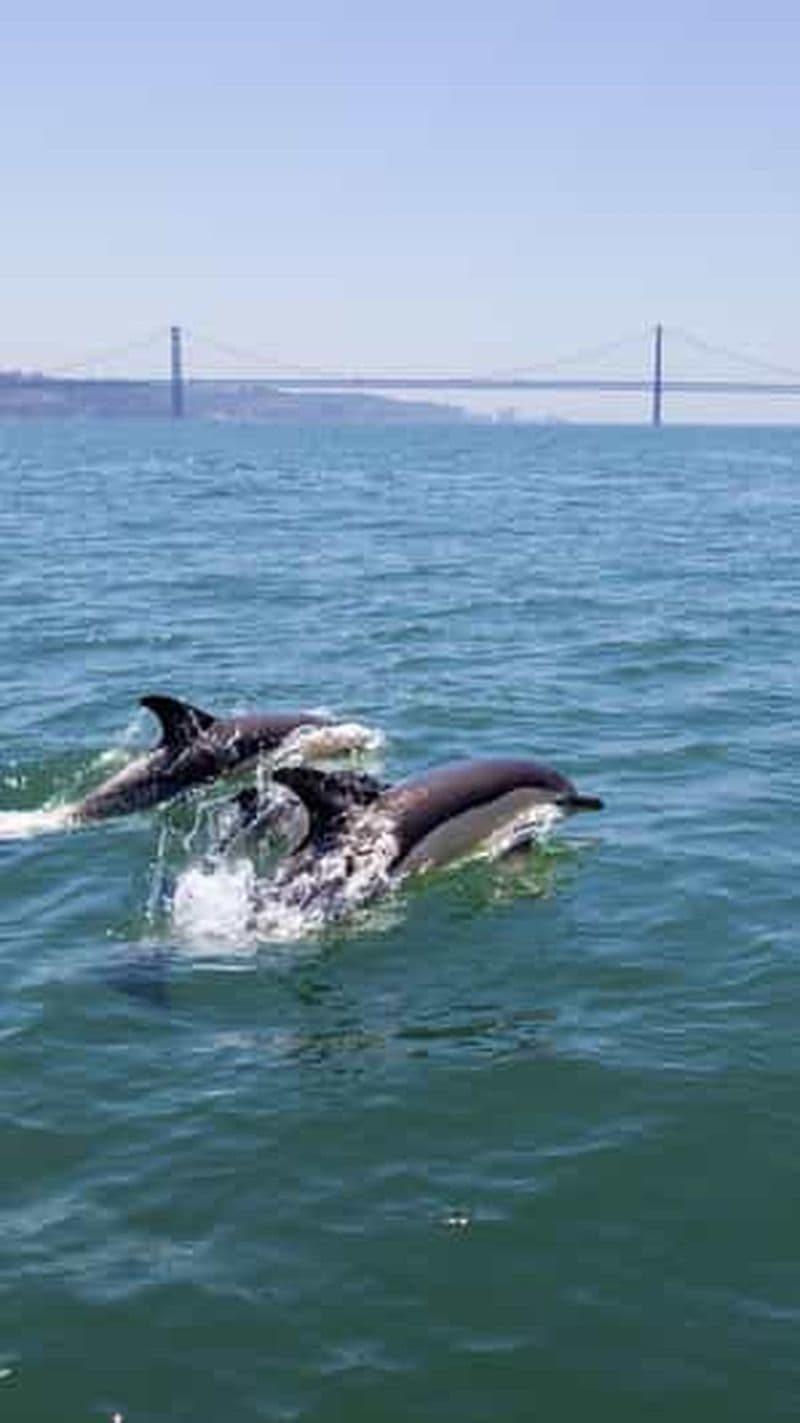 Billet Lisbonne : tour en bateau pour observer les dauphins avec café de bienvenue