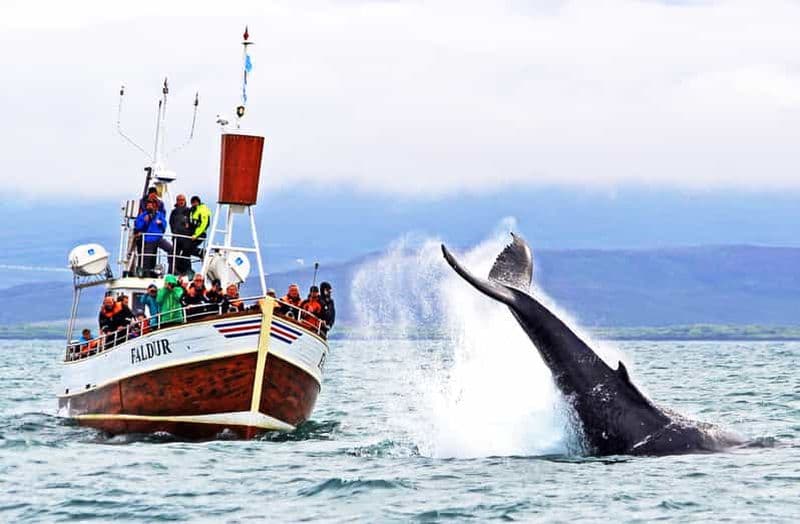 Billet Húsavík : Observation traditionnelle des baleines par une entreprise familiale locale