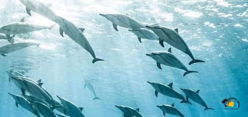 Billet Au départ de Kendwa/Nungwi : Dauphins de Mnemba avec plongée en apnée