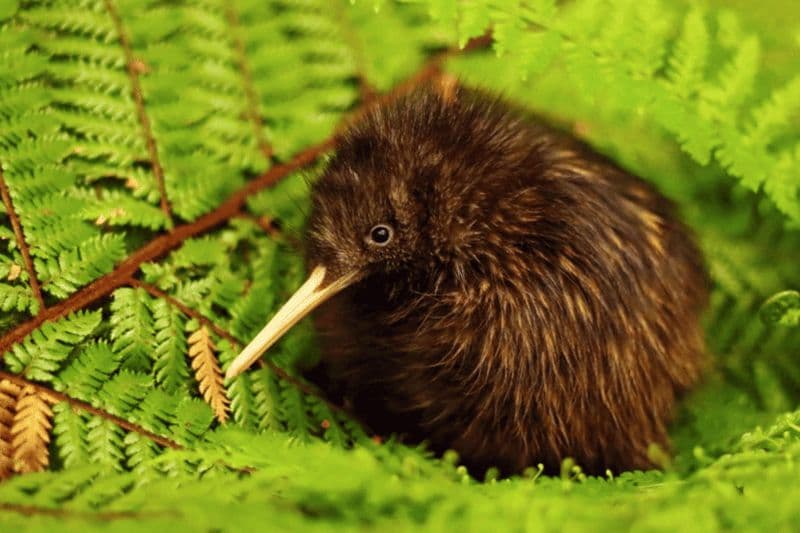 Billet Visite guidée : oiseau kiwi, musée du patrimoine et cascade