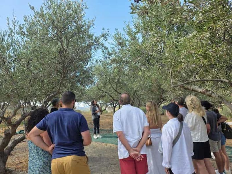 Billet Visite guidée sur le thème de l'olive à La Canée : arbre vieux de 3 000 ans, musée et moulin biologique