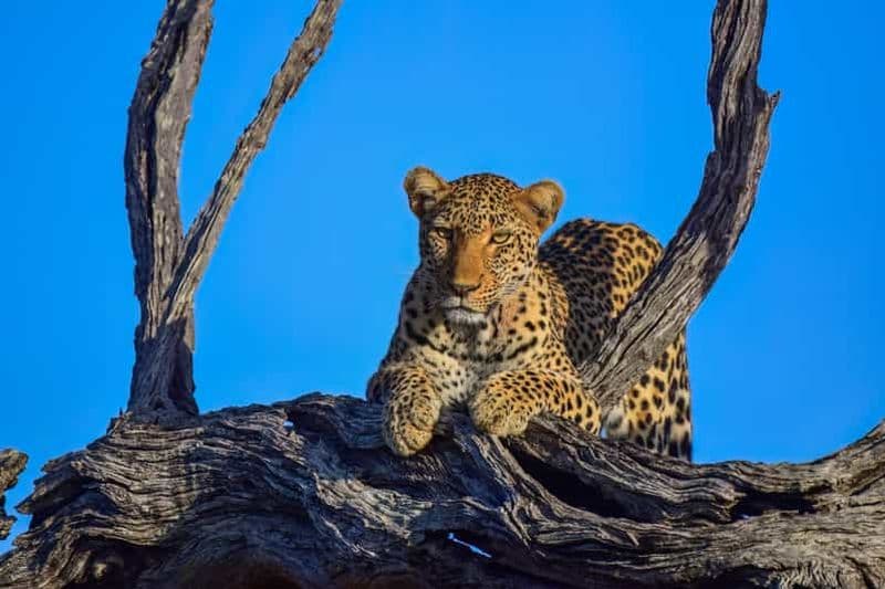 Billet Depuis Johannesburg : Safari de 2 jours dans le parc national Kruger