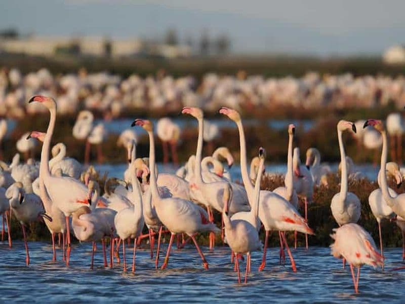Billet Observation des flamants roses dans le delta de l'Èbre au coucher du soleil