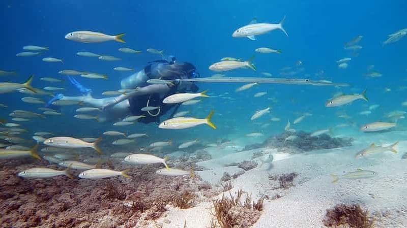 Billet Waikiki : plongée sous-marine pour débutants à Honolulu avec vidéos