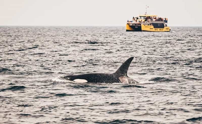 Billet Vancouver : Aventure d'observation des baleines couverte avec photos gratuites