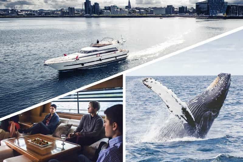 Billet Reykjavik : Croisière d'observation des baleines et des dauphins