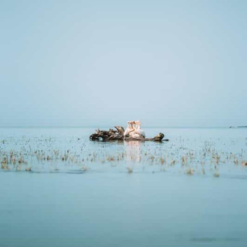 Billet Bucarest - Le cœur du delta du Danube - EXCURSION PREMIUM en petit groupe