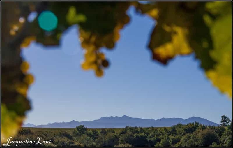 Billet Visite et dégustation au Domaine Montesquiou
