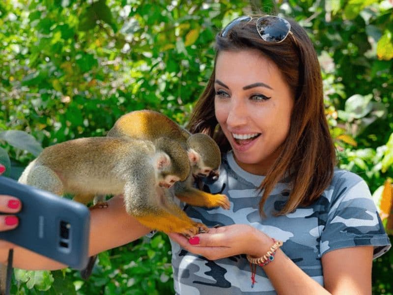 Billet Punta Cana : demi-journée de safari au pays des singes