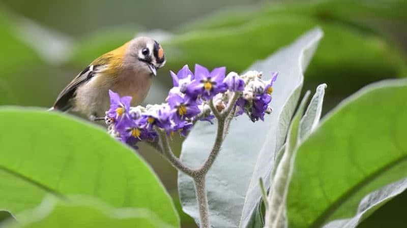 Billet Madère : Observation des oiseaux - Les espèces endémiques