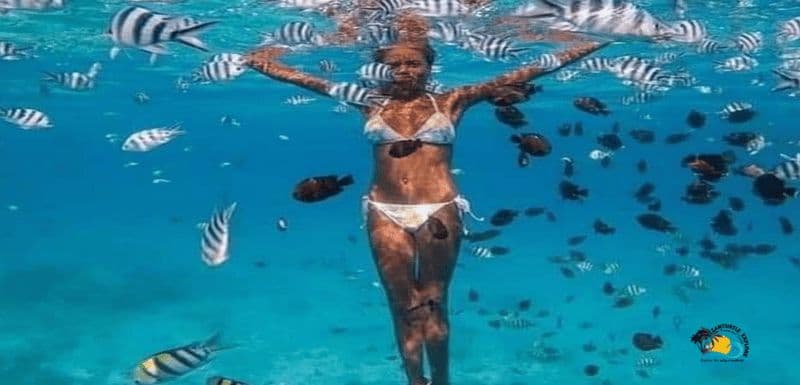 Billet Zanzibar : lagune bleue, étoiles de mer et forêt de Jozani