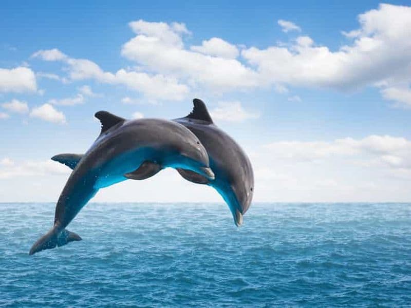 Billet Au départ de Mascate : excursion à la découverte des dauphins