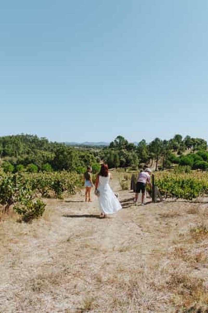 Billet Tomar : Déjeuner dans les vignobles