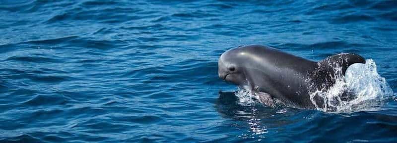 Billet Fuerteventura : Observation des dauphins et croisière sur l'île de Lobo