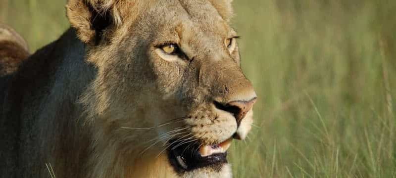 Billet Arusha : 4 jours d'excursion dans le Serengeti avec hébergement, safaris et repas