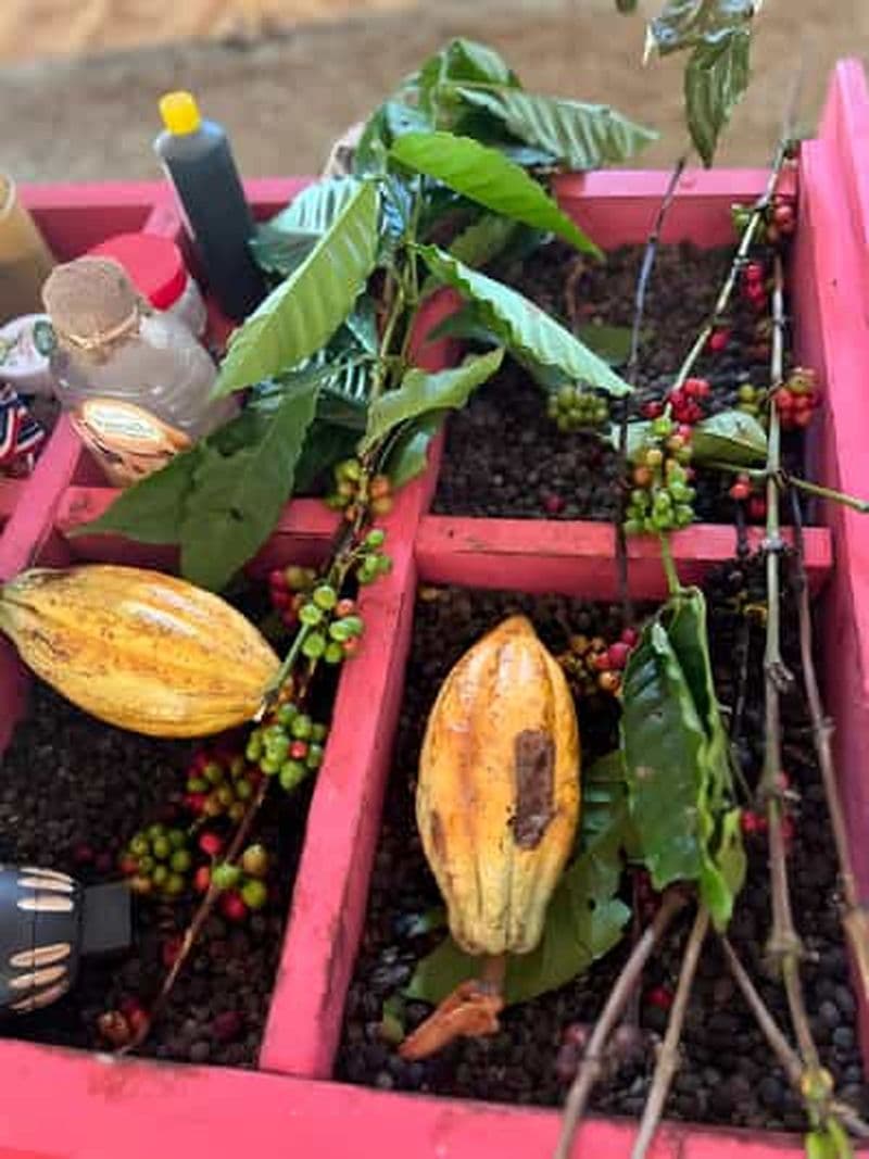 Billet Excursion en buggy à Punta Cana : Mamajuana - Café - Baignade dans un cenote et sur la plage de Macao