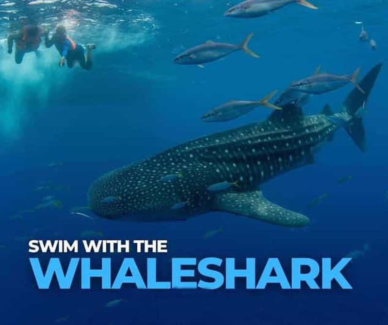 Billet Observation des requins-baleines