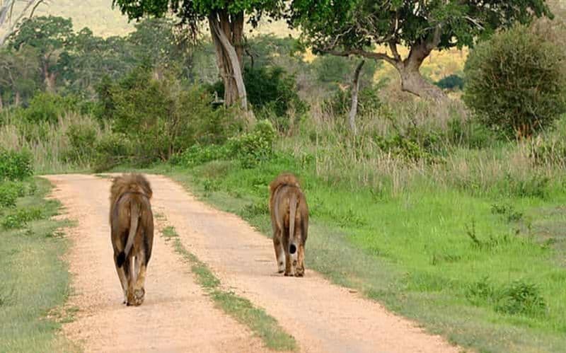 Billet Safari de 7 jours à Mikumi, dans la réserve de Selous et sur la plage de Zanzibar