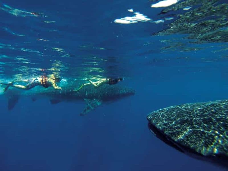 Billet Excursion d'une jounée tout compris pour observer les requins baleines au départ de la Riviera Maya