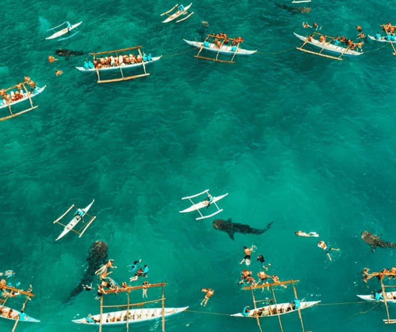 Billet Cebu : Oslob Whale Shark Encounter & SUMILON avec transferts