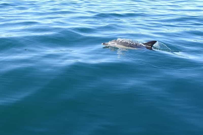 Billet Faro : Tour en bateau d'observation des dauphins et de la faune marine au départ de Faro